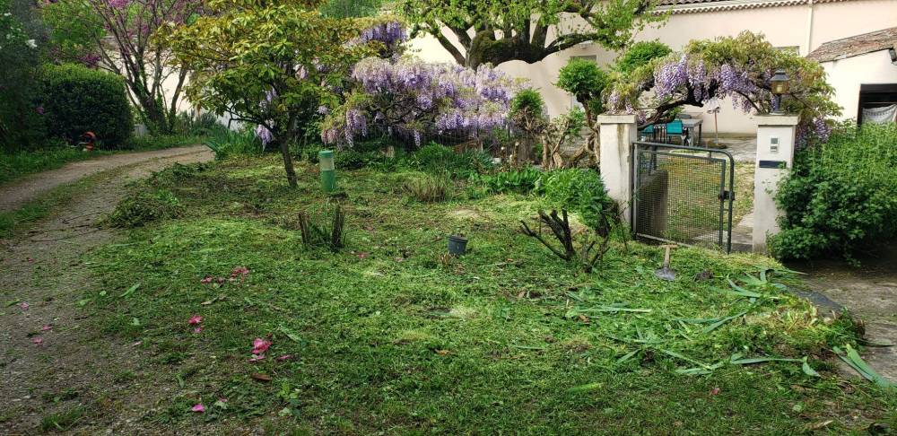 entretien jardin avant maison glycine taillee.jpg